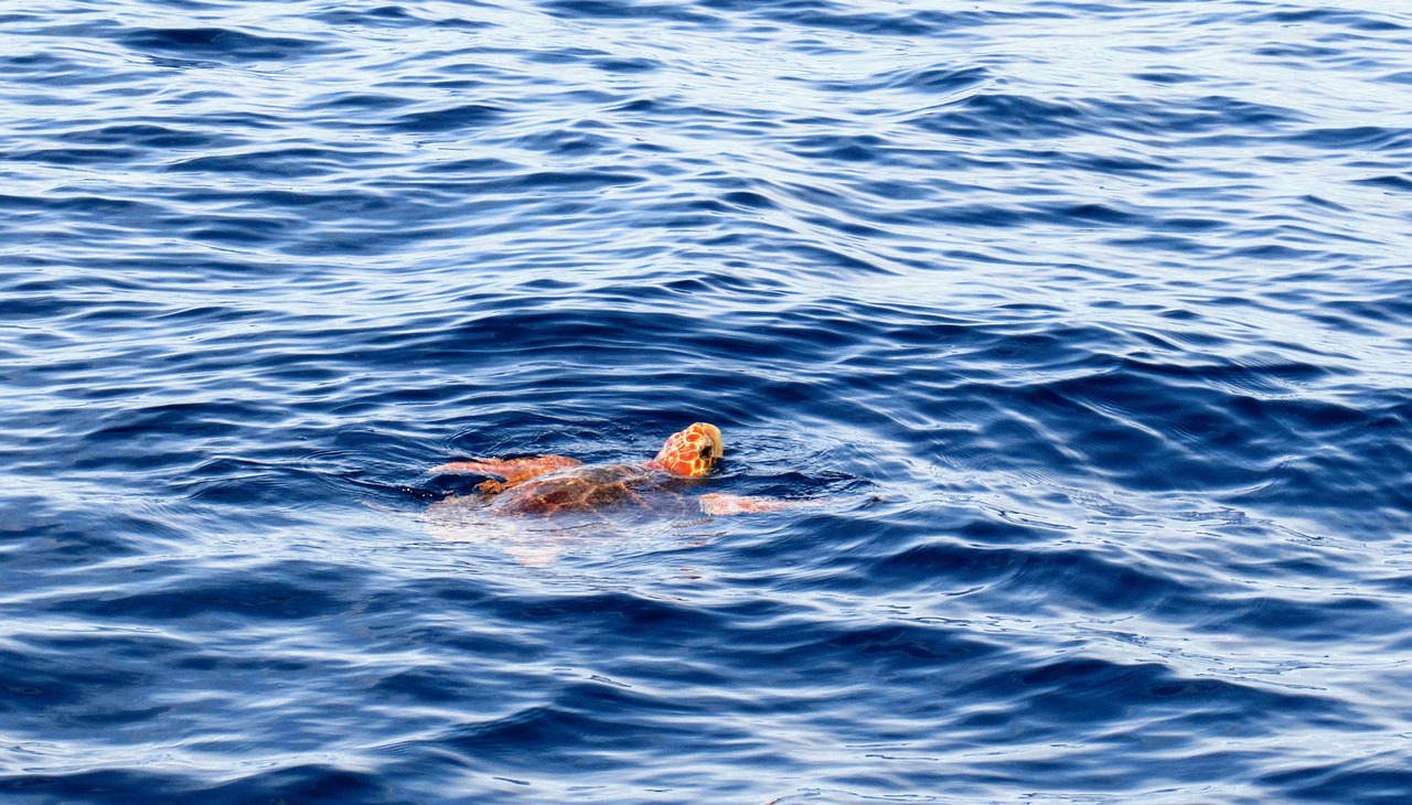 Un bébé tortue dans l'océan