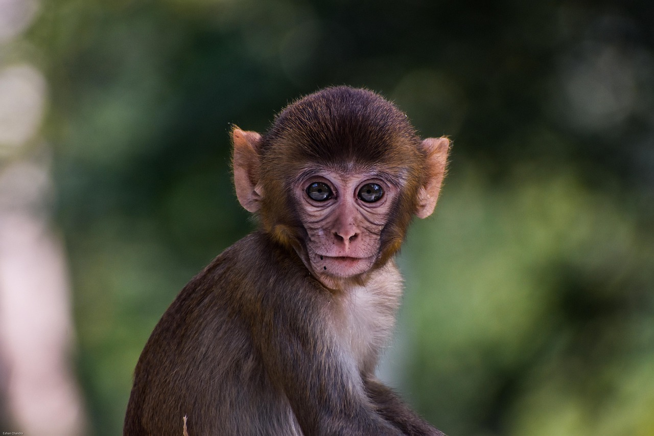 Un petit singe