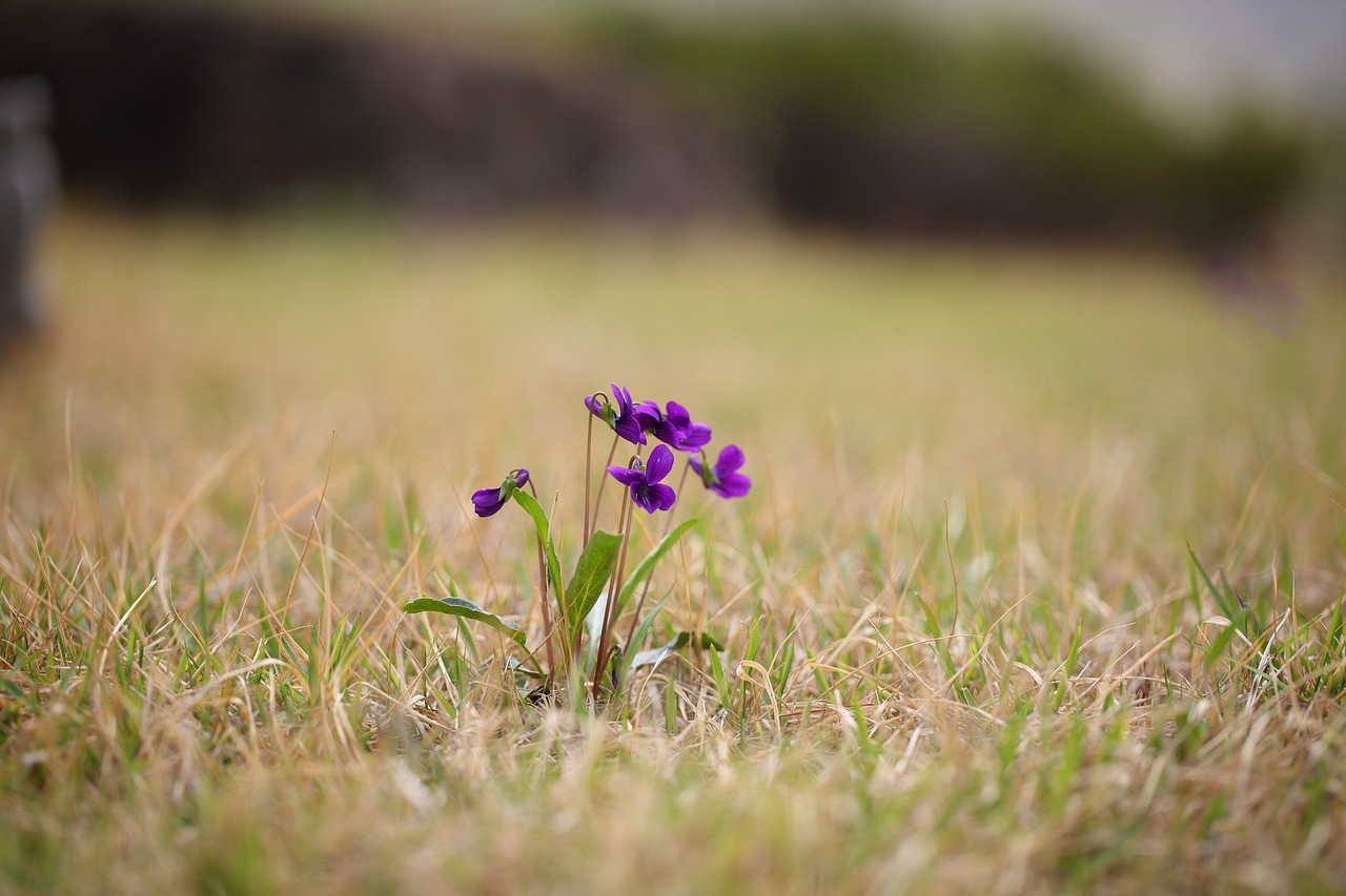 Une fleur dans un pré