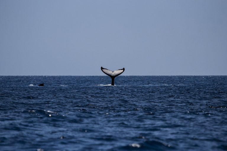 La queue d'une baleine