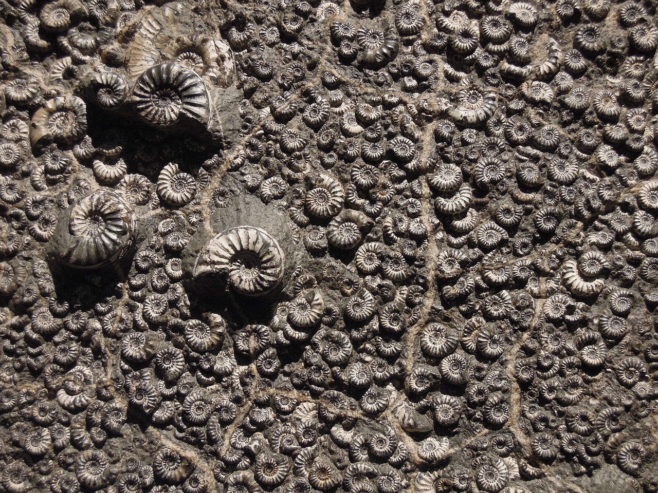  Ce fossile d’un milliard d’années pourrait être le plus ancien organisme multicellulaire