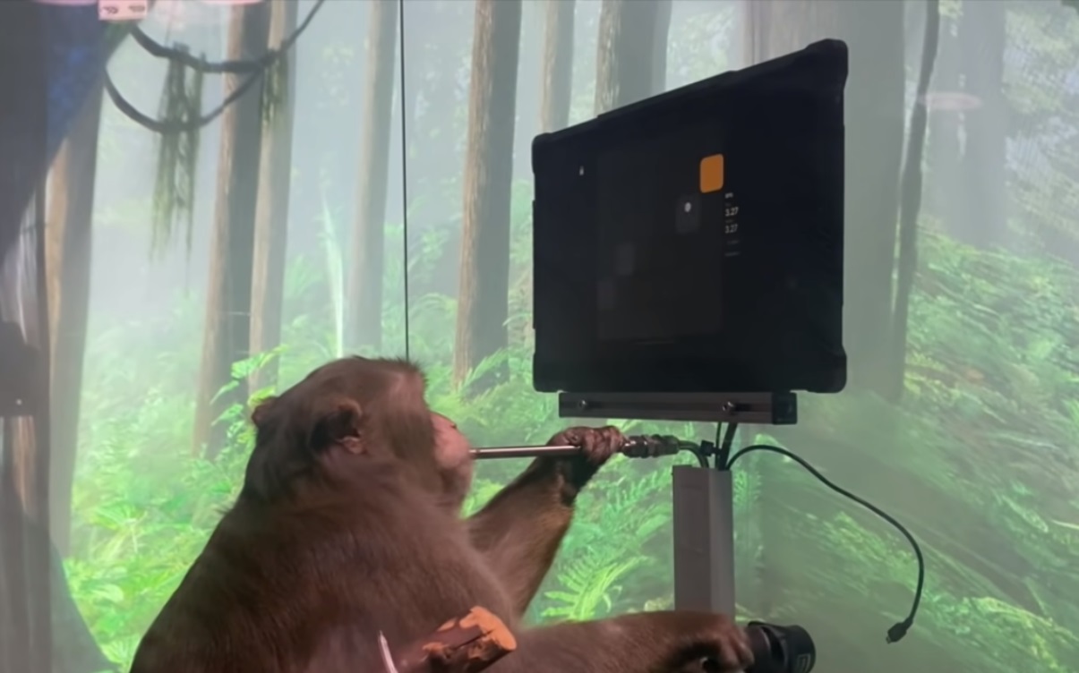  Neuralink a implanté un singe pour lui permettre de jouer à Pong avec son esprit