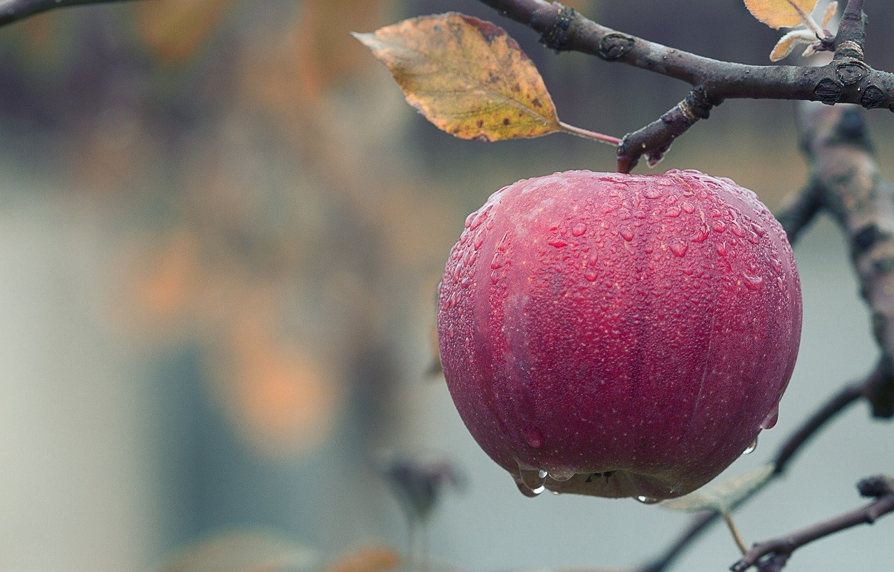 Une pomme accrochée à une branche