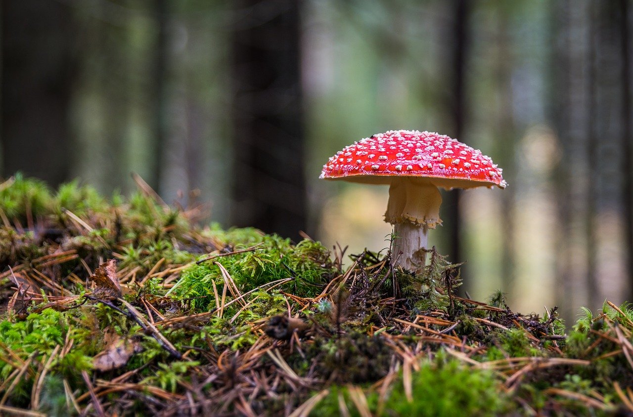 Image par Егор de Pixabay