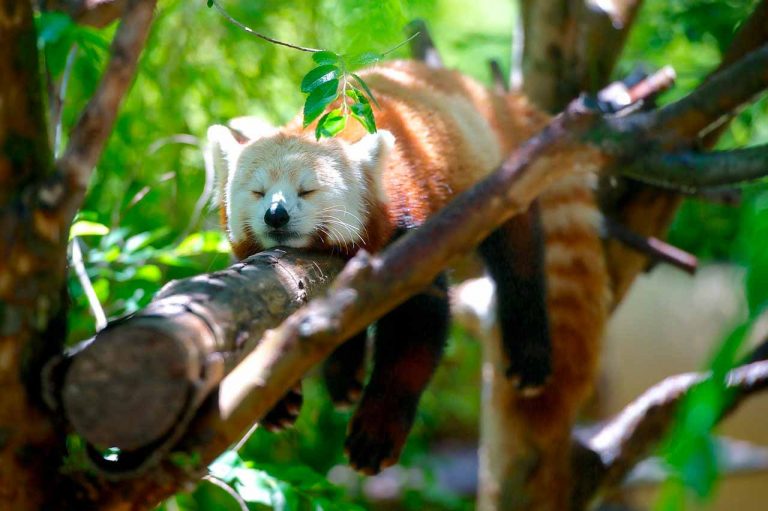 La photo d'un panda roux, la mascotte de Firefox