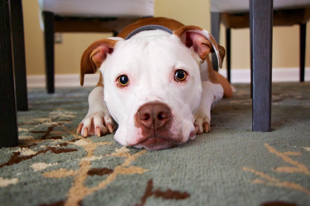 Un chien couché