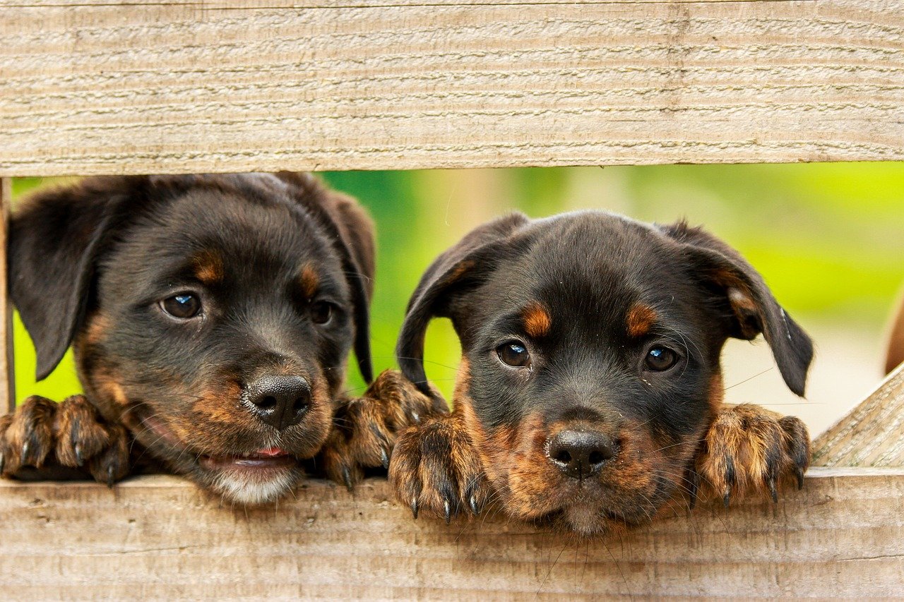 Deux chiots cote à cote.