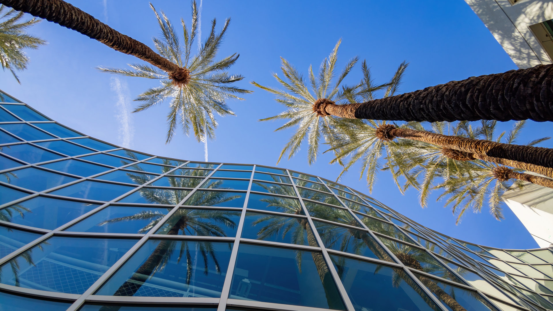 Un building et des cocotiers