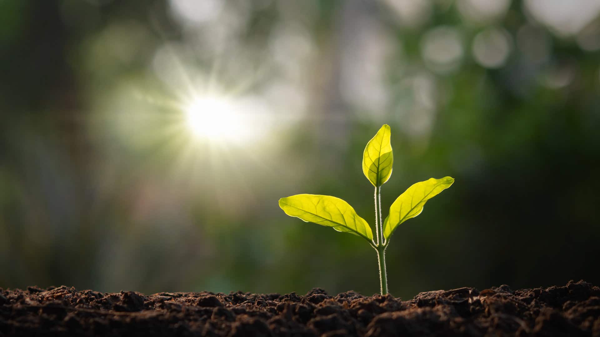 Une jeune plante pousse sous le soleil.