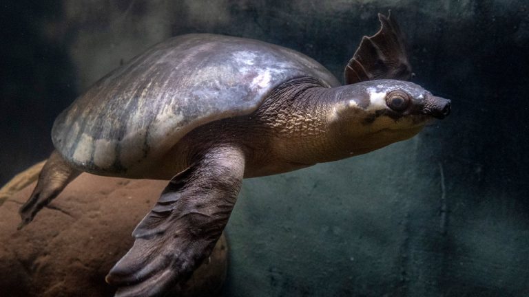 Une espèce rare de tortue en voie de disparition