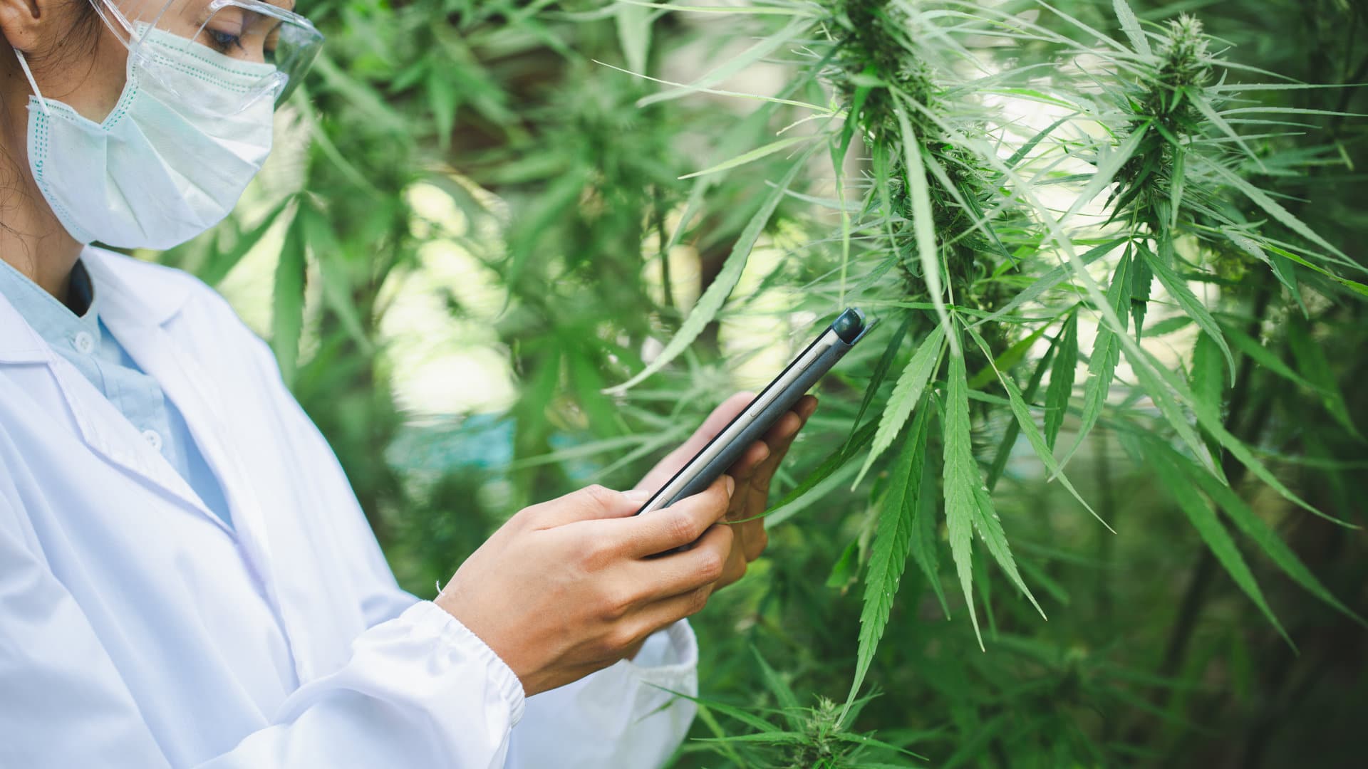 Une scientifique au milieu d'une plantation de cannabis