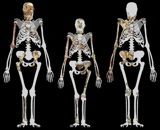 Squelette de l'Australopithecus