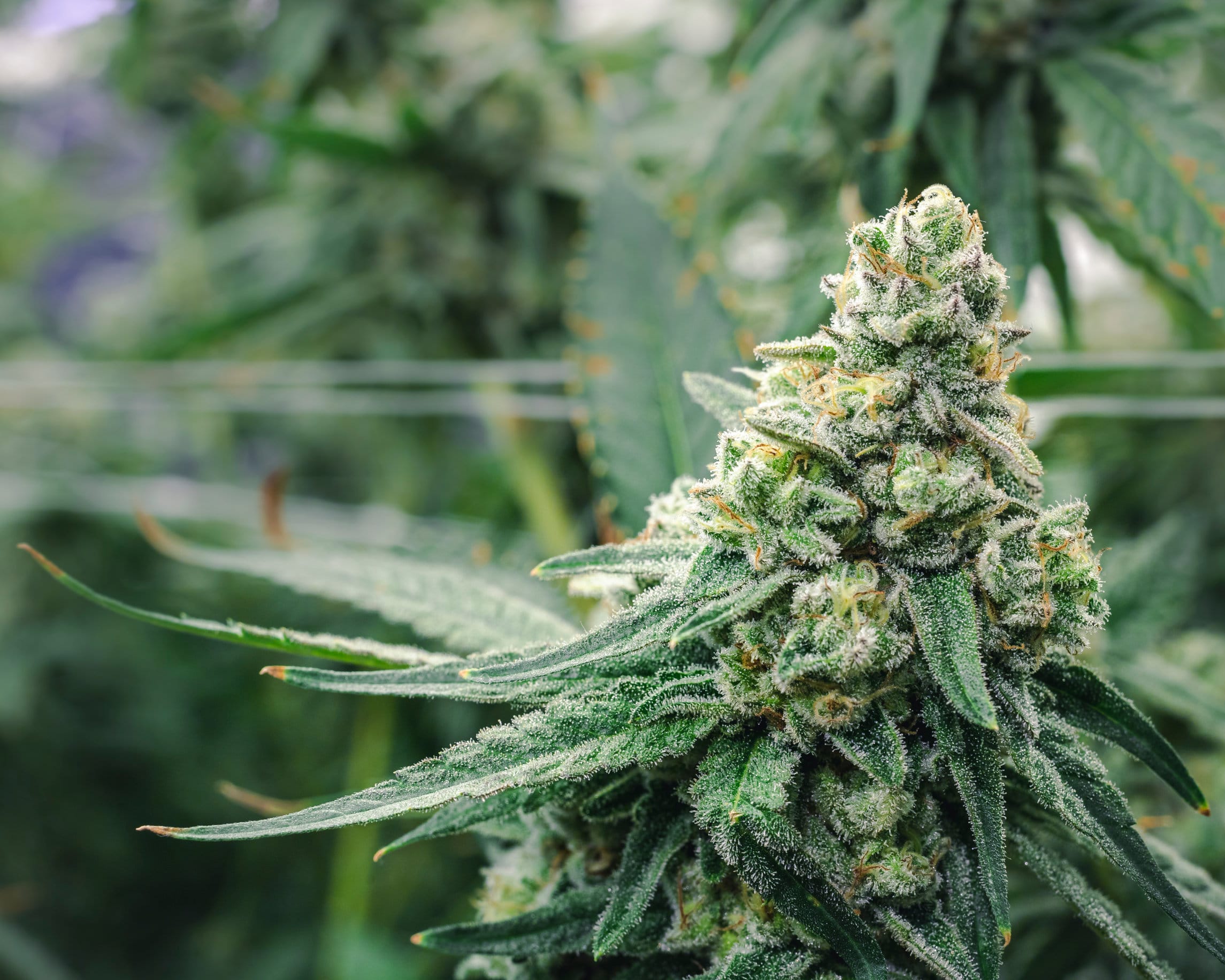 The 5-Second Trick For Gelato Strain Seeds Effects
