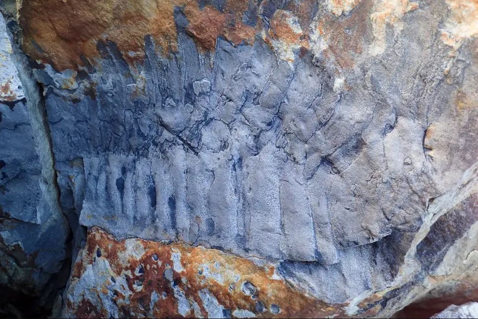 Un fossile de mille-pattes géant retrouvé sur une plage anglaise