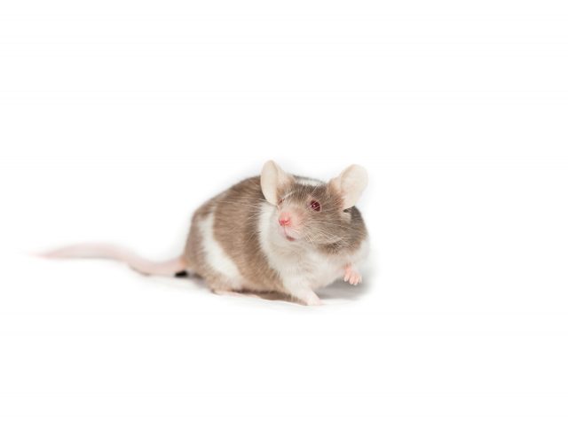 une souris de laboratoire