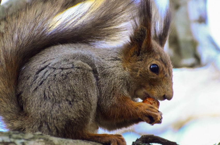 Ces microbes aident les animaux à survivre l’hiver