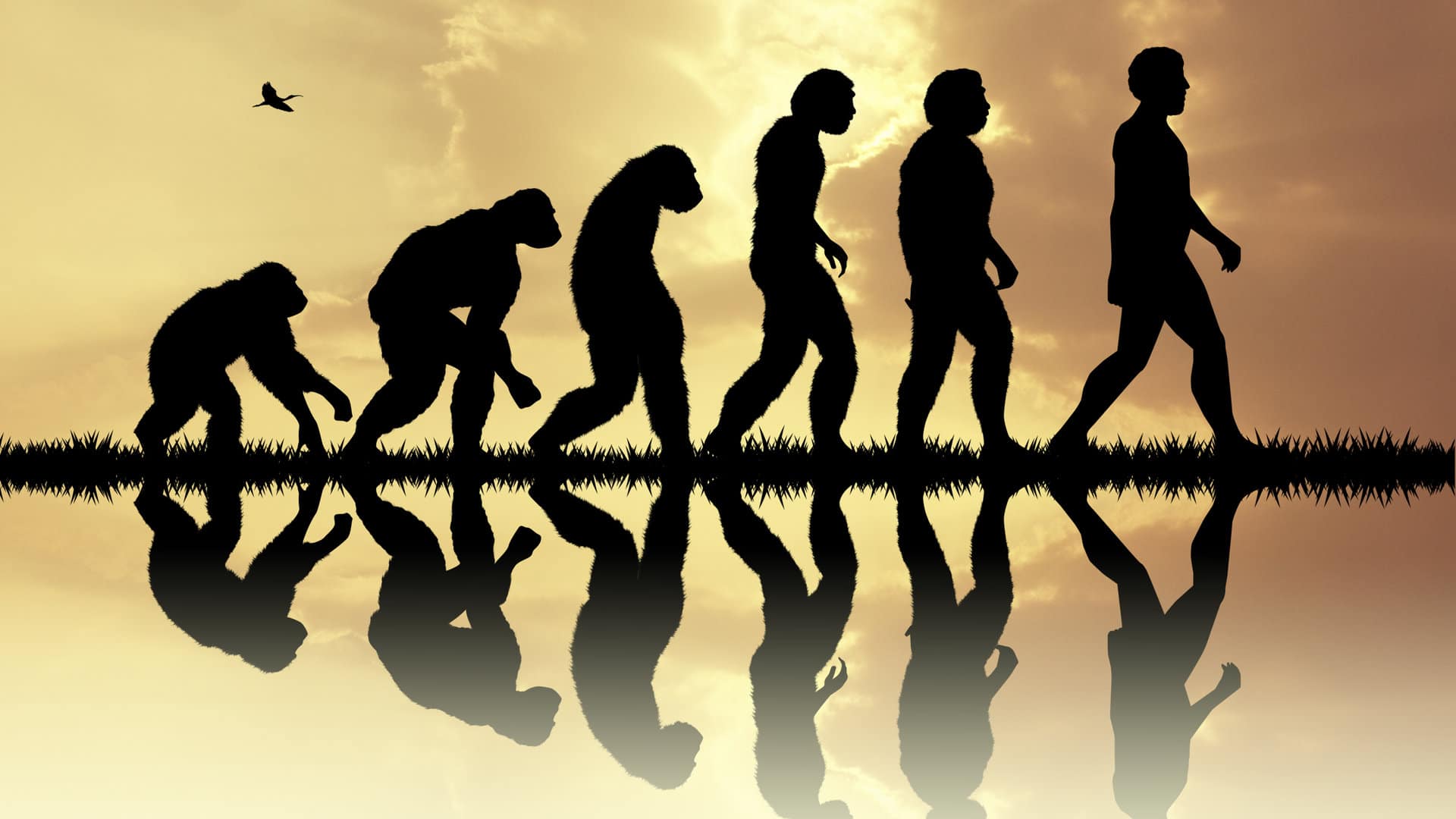 évolution humaine
