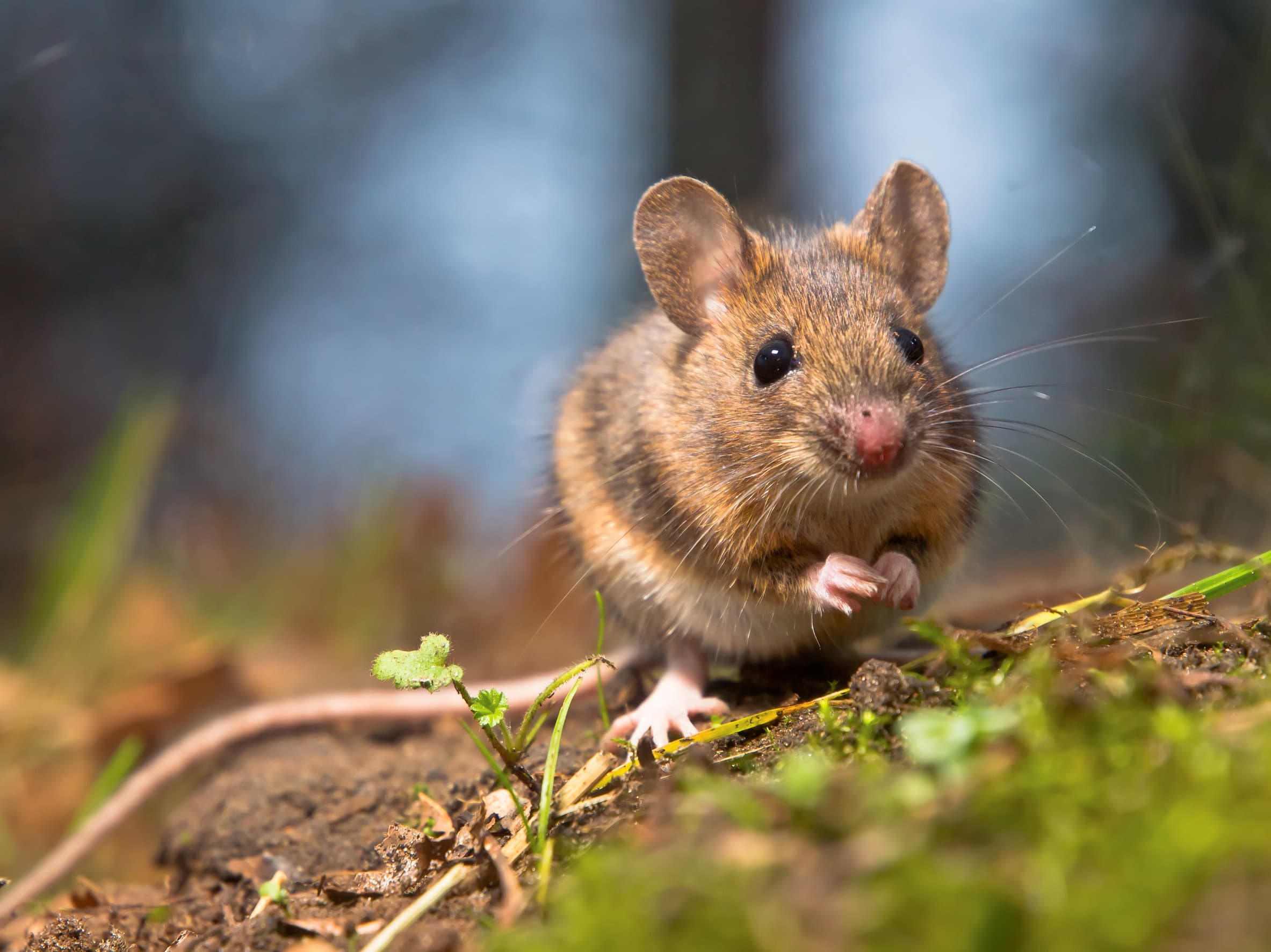 Une souris