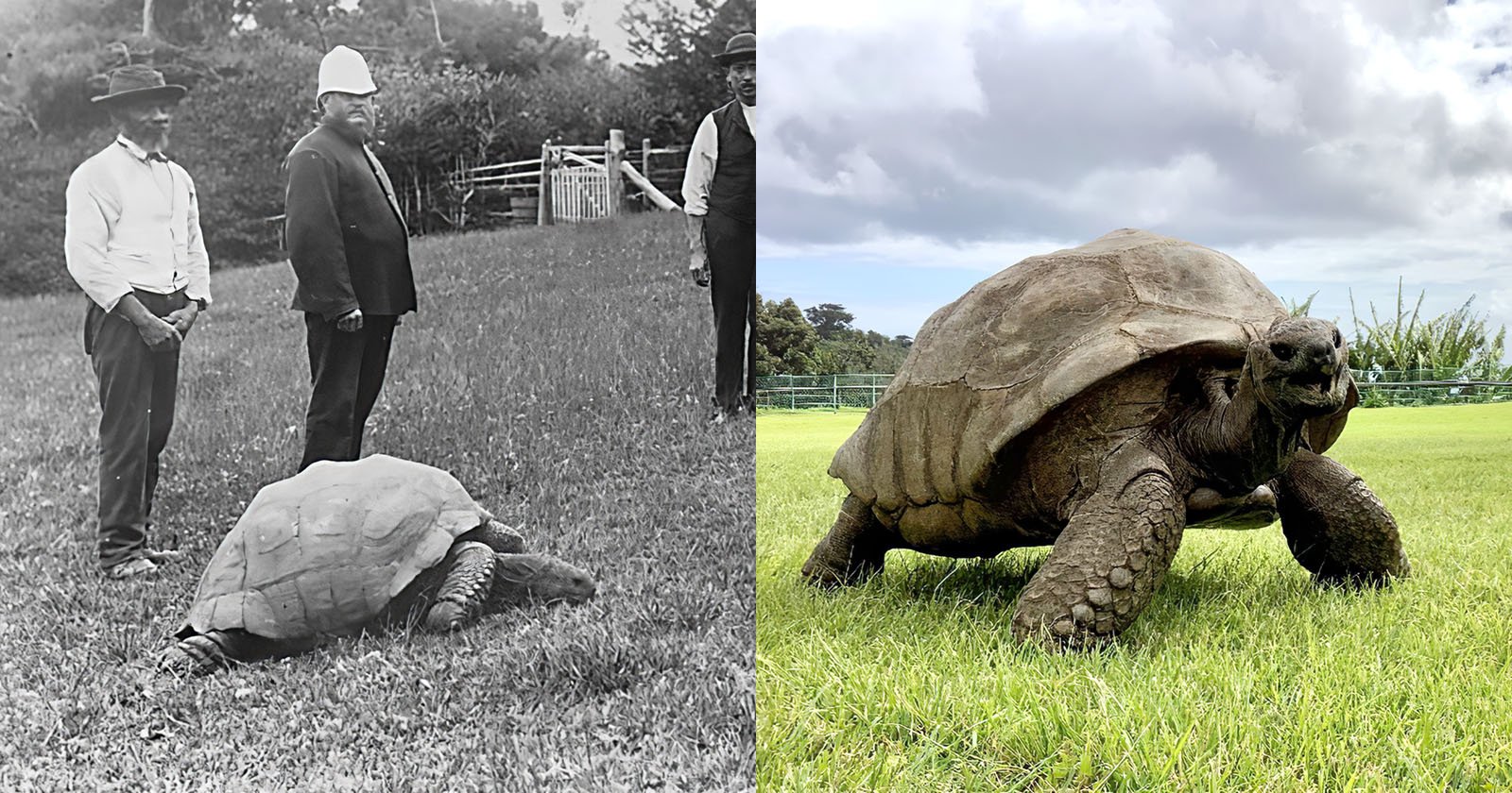 Jonathan une tortue de 190 ans