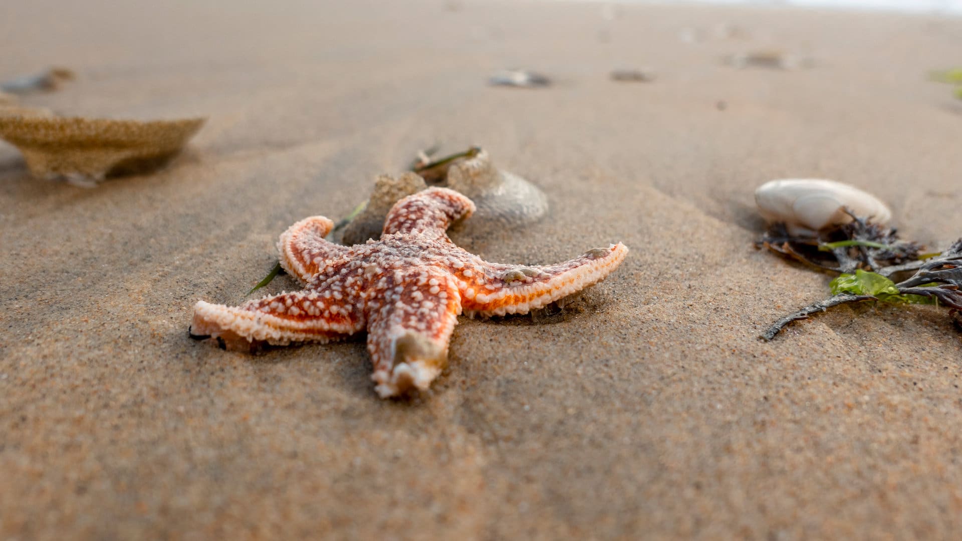 Etoile de mer sur la plage