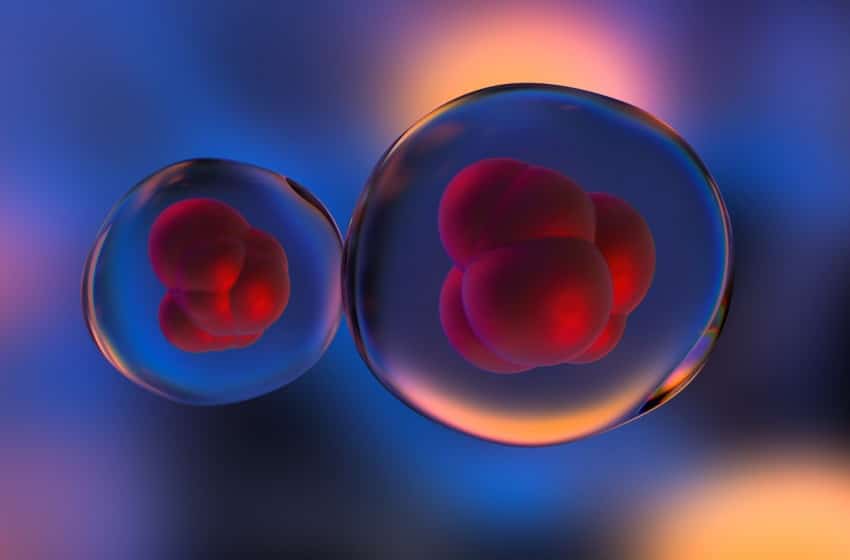 Des scientifiques expliquent comment les cellules génèrent la forme des tissus