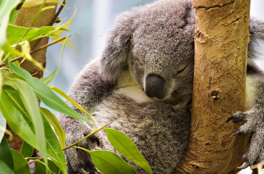 L’Australie a classé le koala comme “en danger” dans plusieurs États