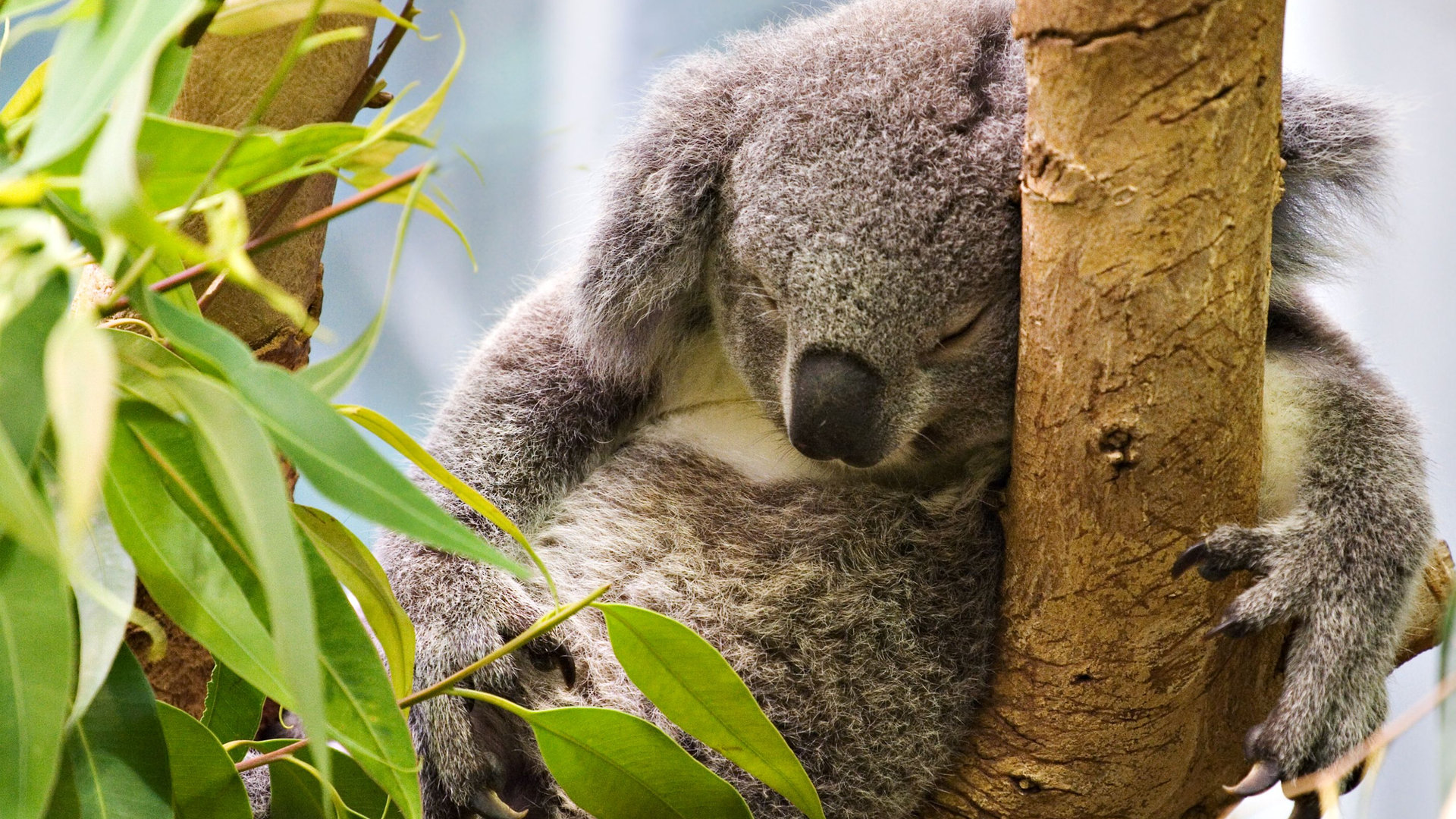 Un koala percher à une branche