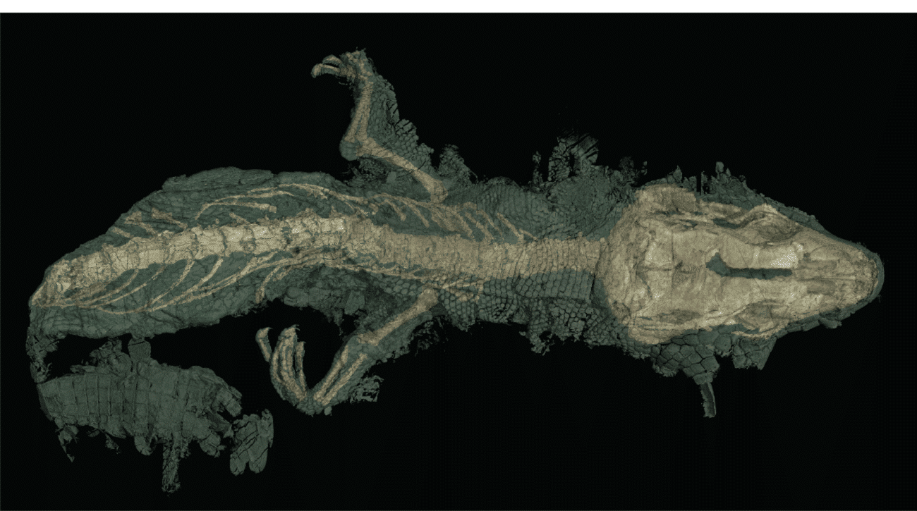 Un lézard fossilisé vieux de 110 millions d’années