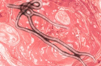 Le virus Ebola