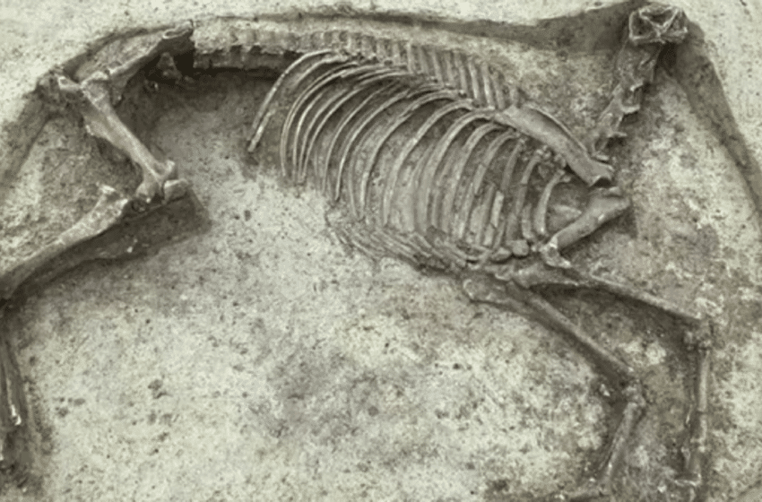Les squelettes d’un homme et d’un cheval ont été trouvés dans un cimetière