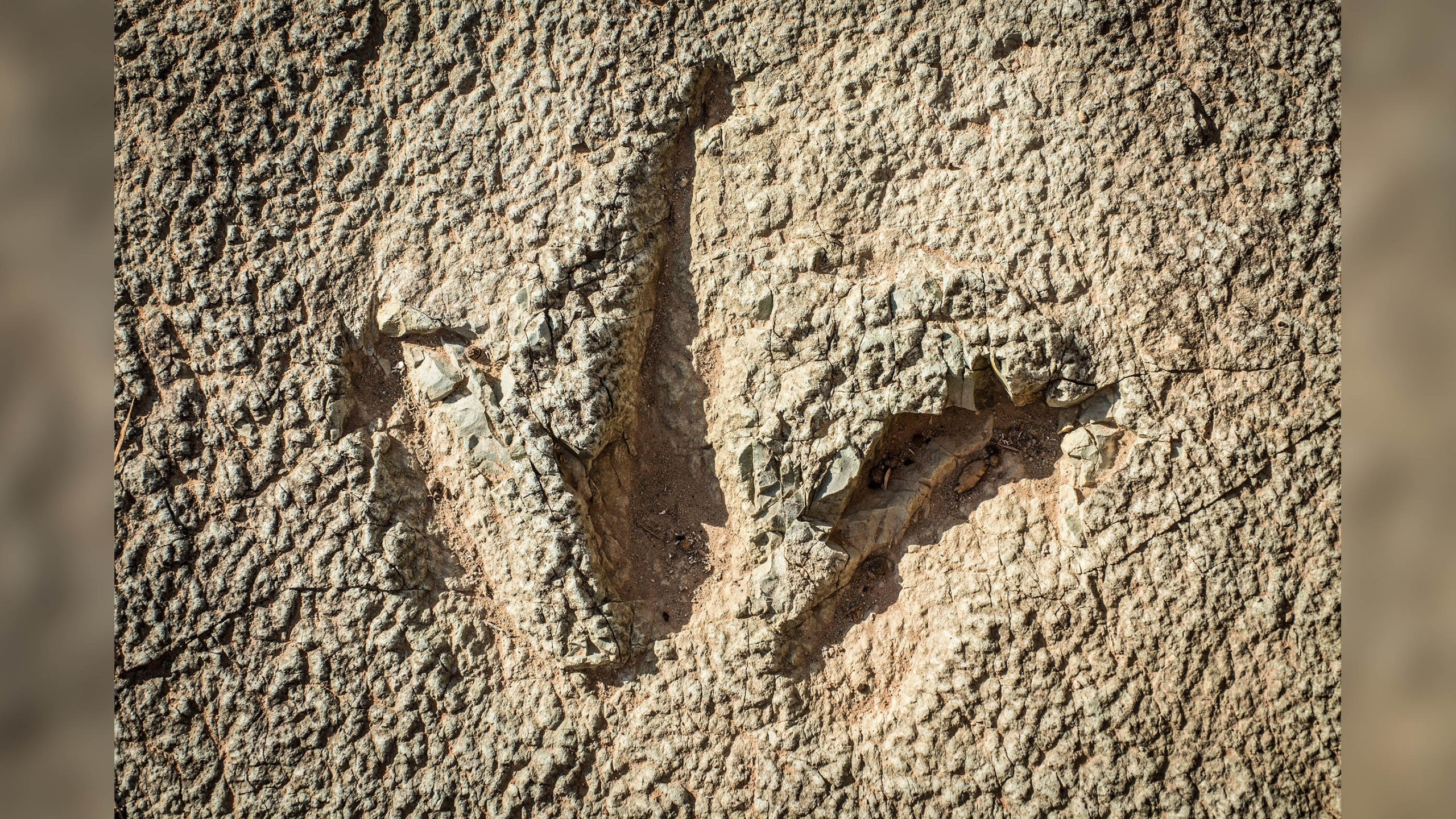 Traces préhistoriques de dinosaures