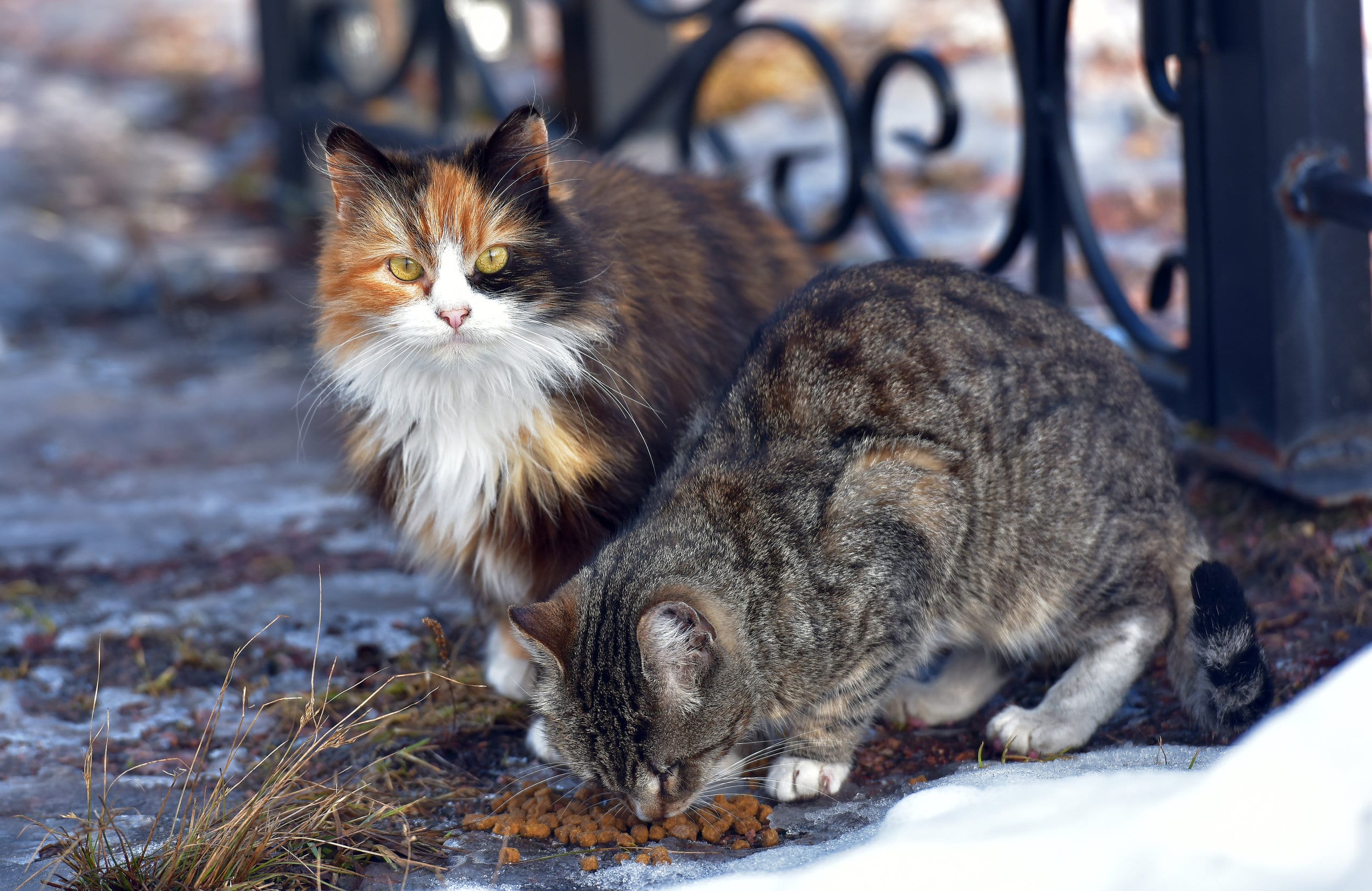 Chats domestiques