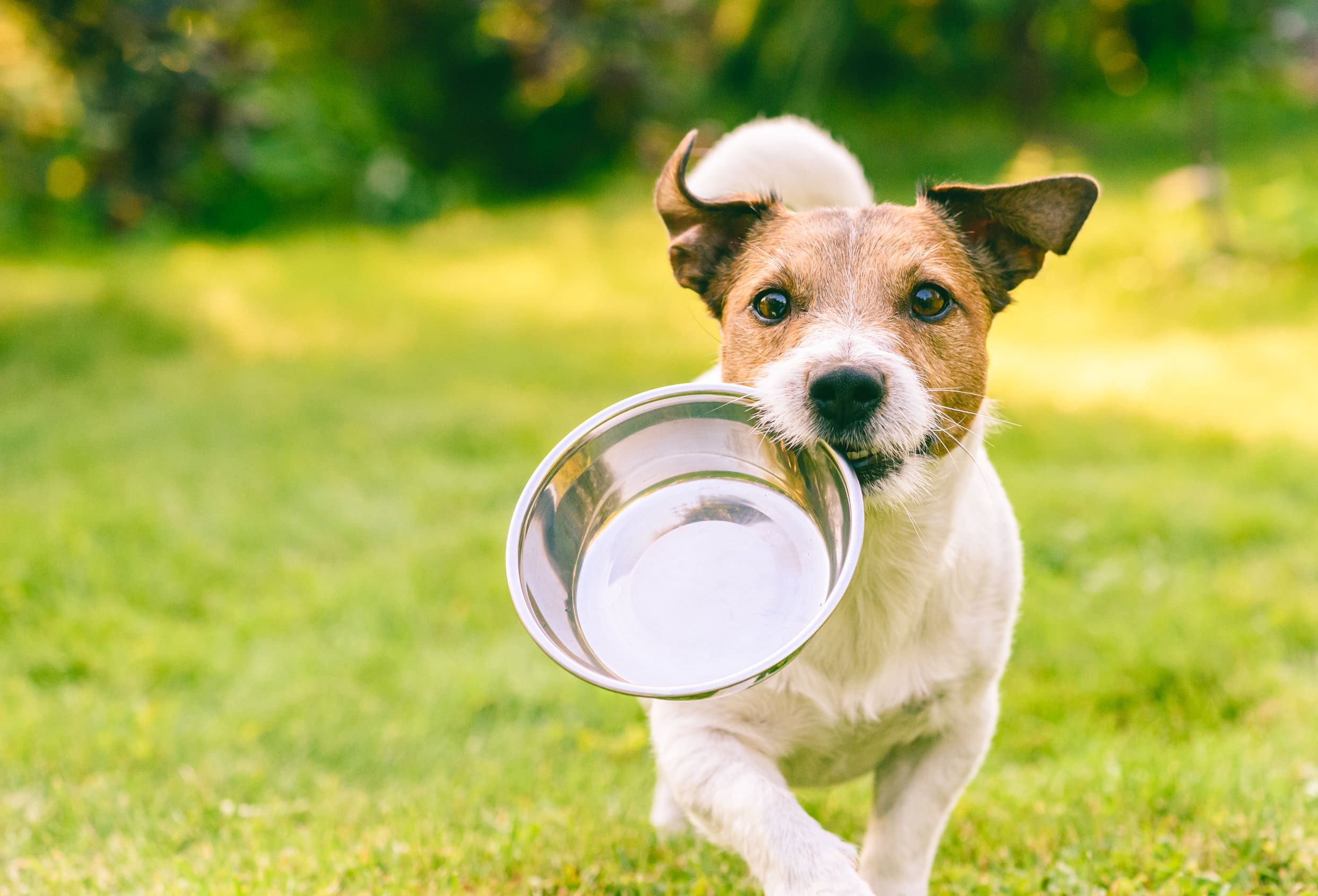 Chien avec gamelle