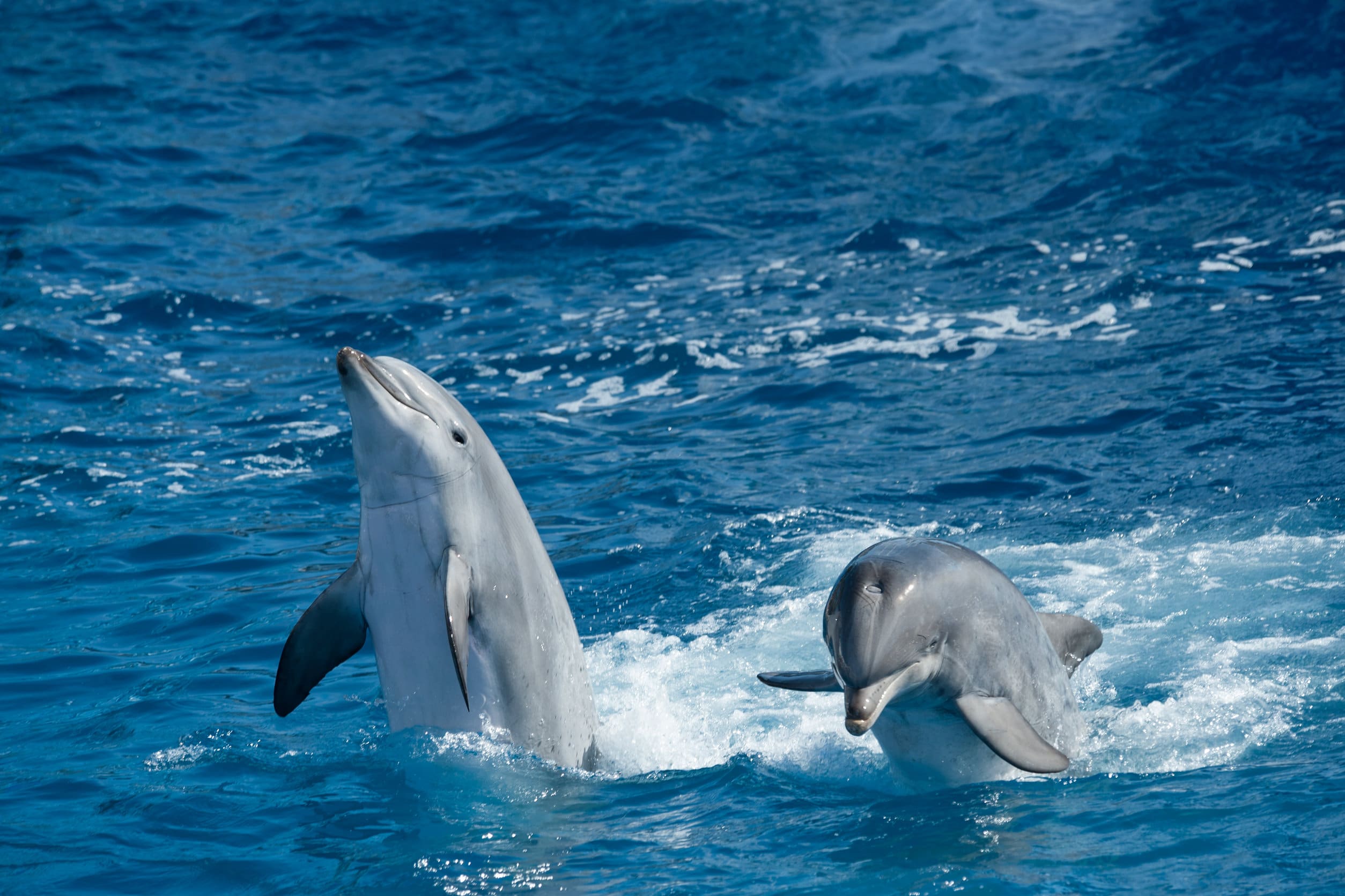 Dauphins