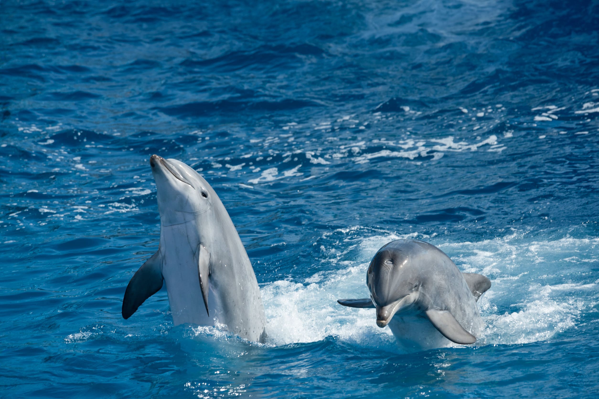 Dauphins