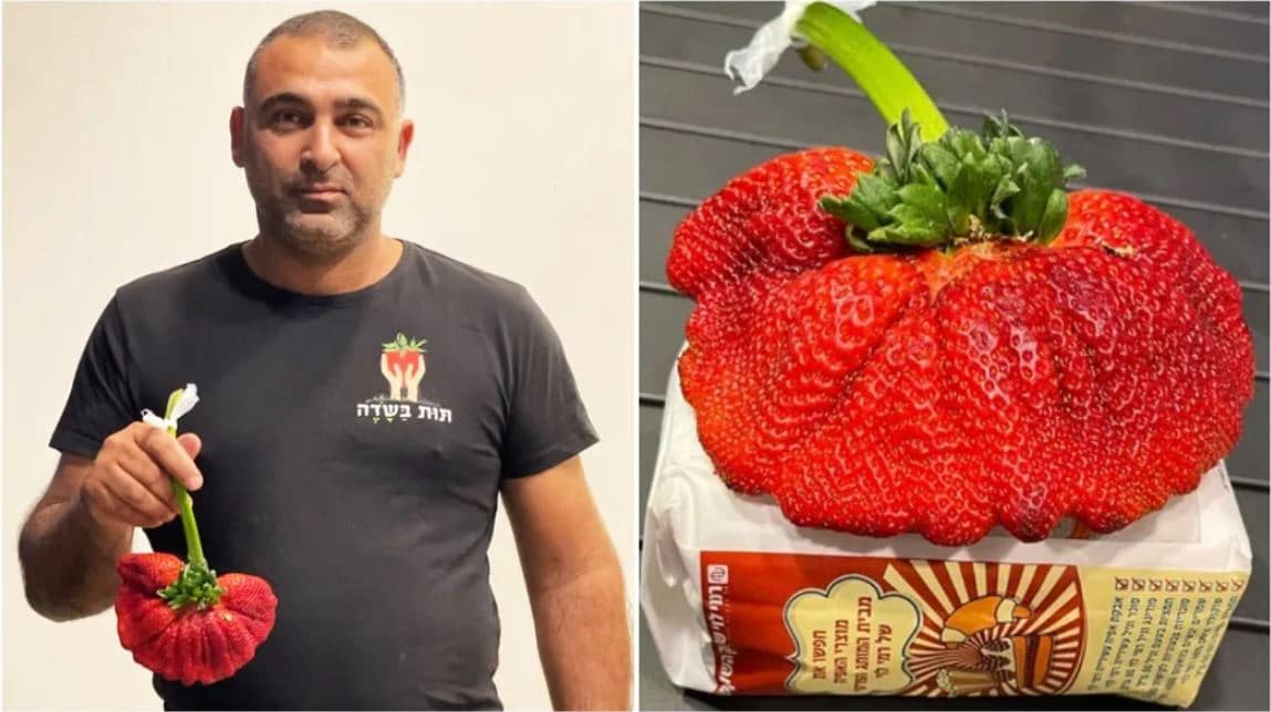 La plus grosse fraise du monde