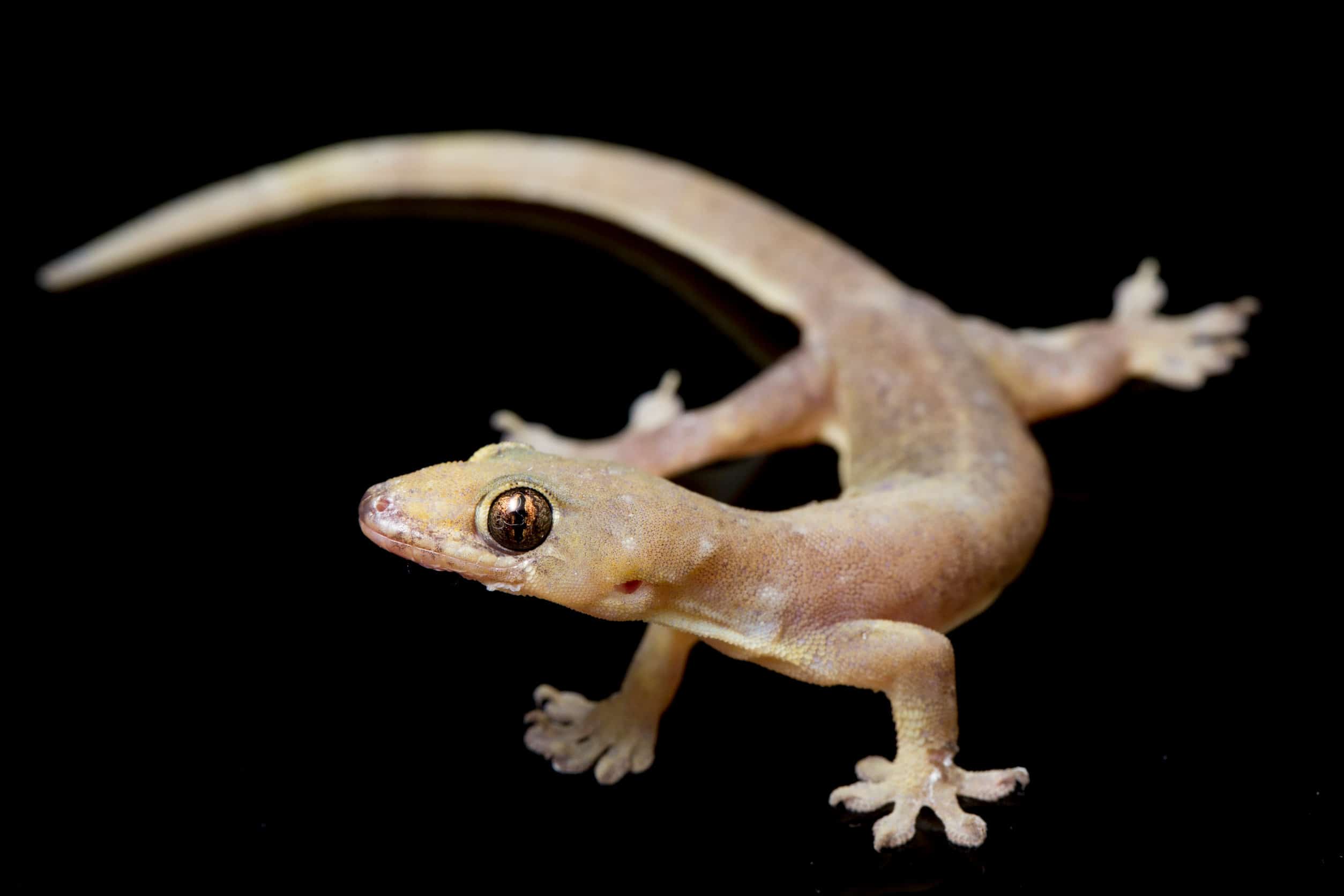 Petit lézard