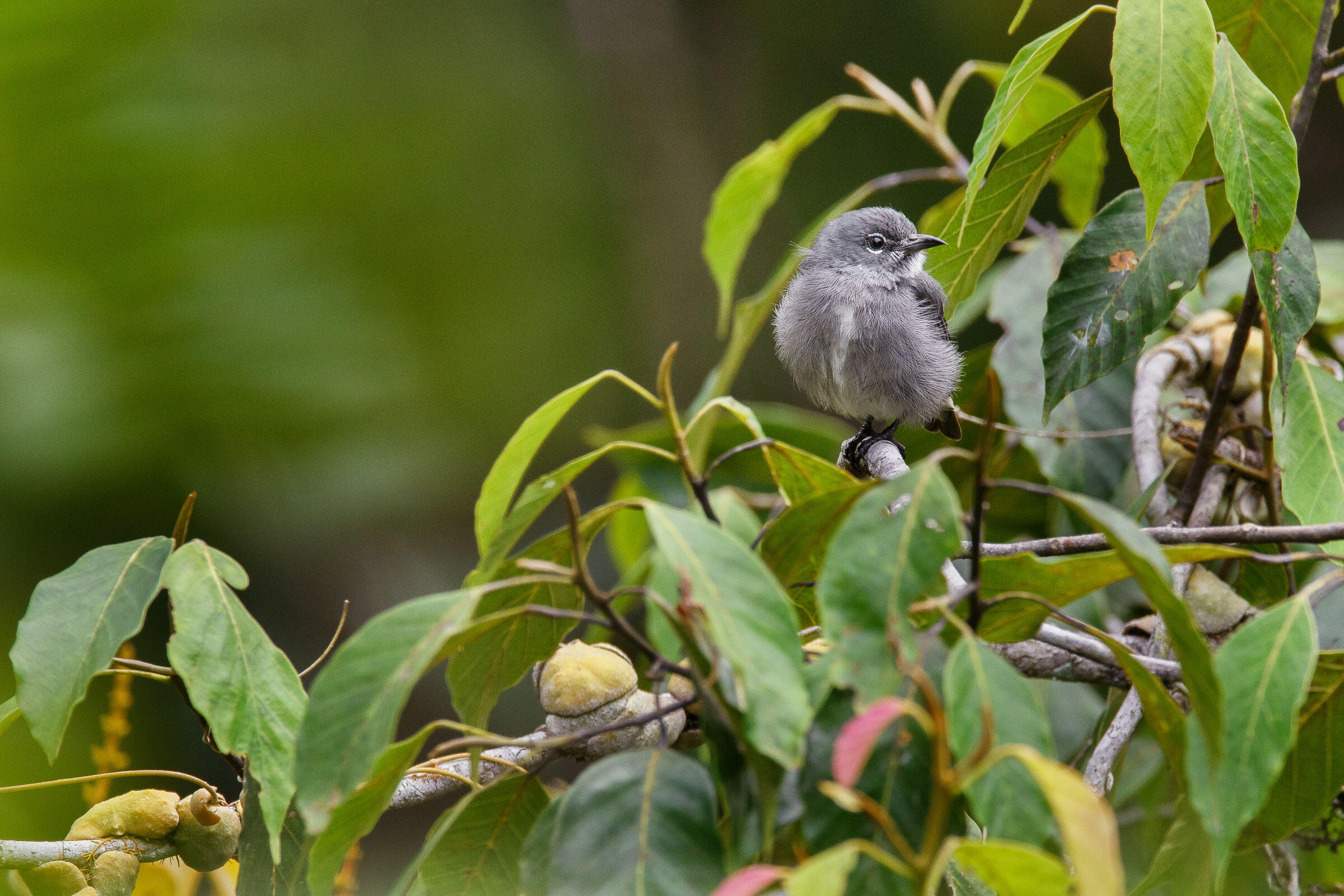 oiseau sur un arbre