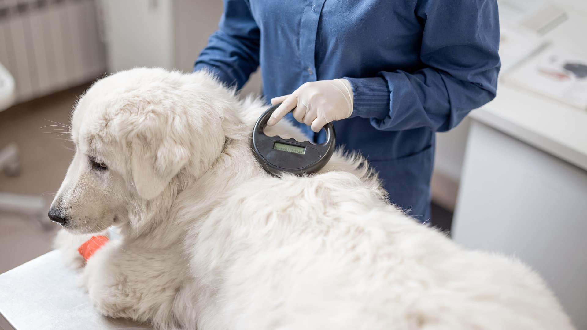 Identification d'un chien à partir d'une puce