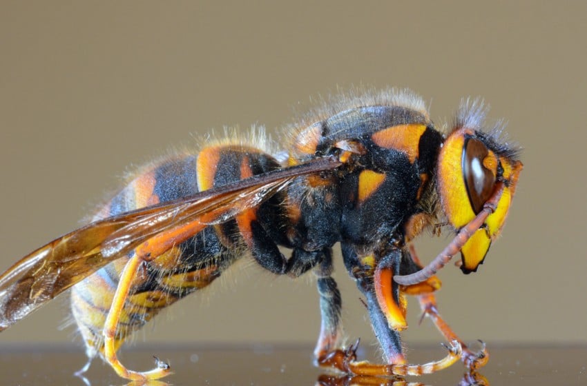 Une phéromone sexuelle pour stopper l’invasion du frelon géant « meurtrier »