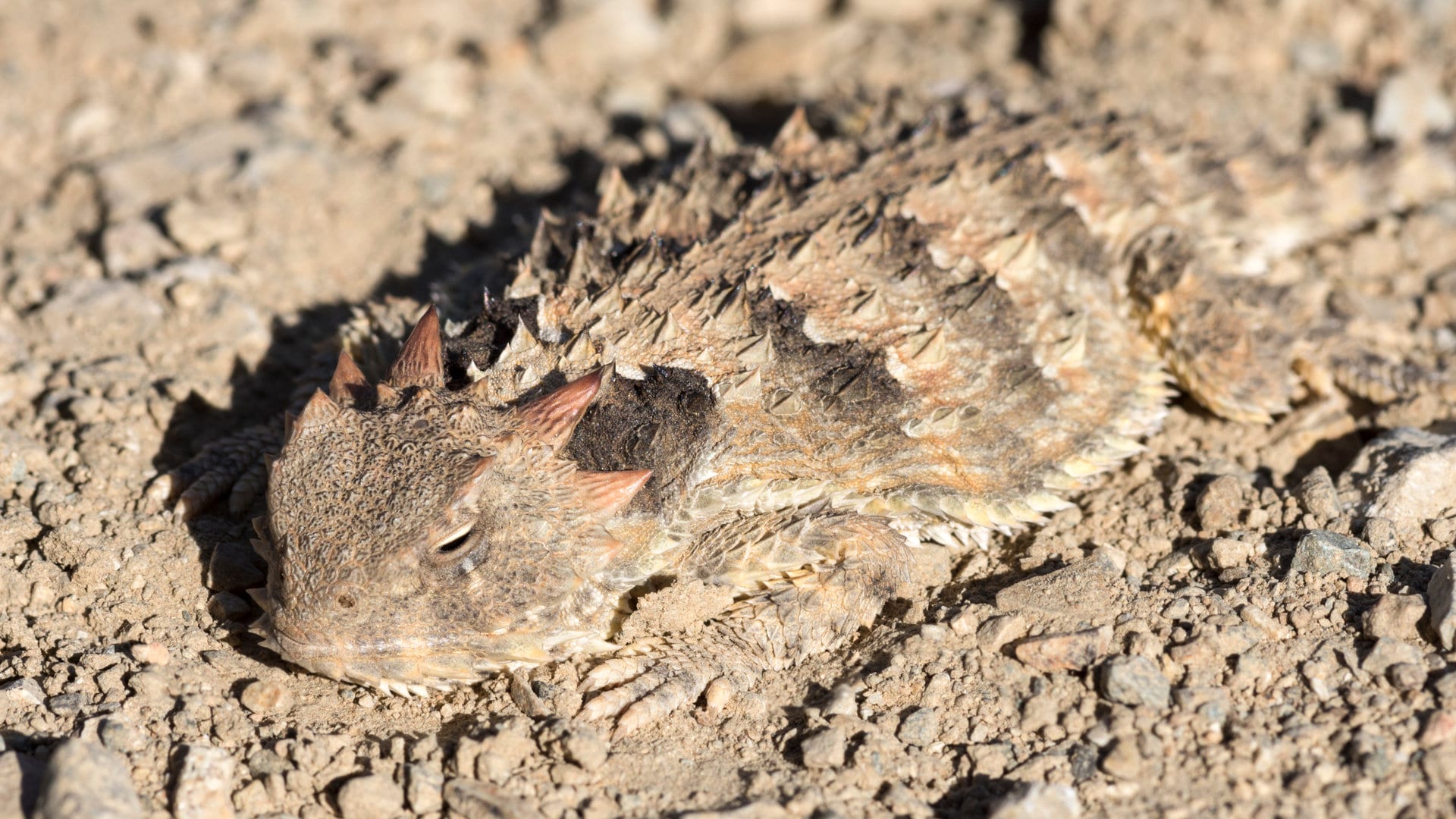 Photo d'un animal camouflé