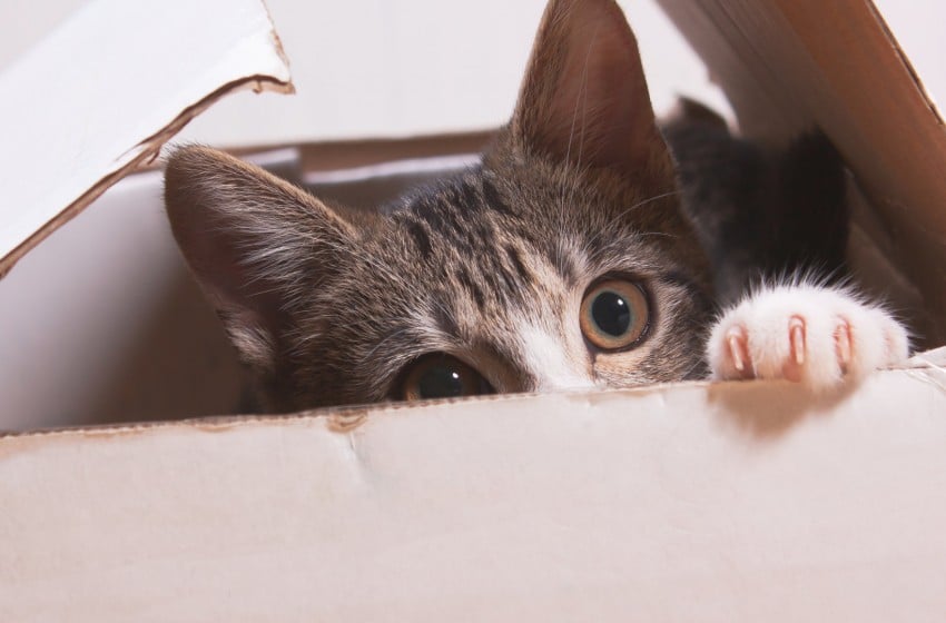 On sait enfin pourquoi les chats aiment s’asseoir dans les boîtes