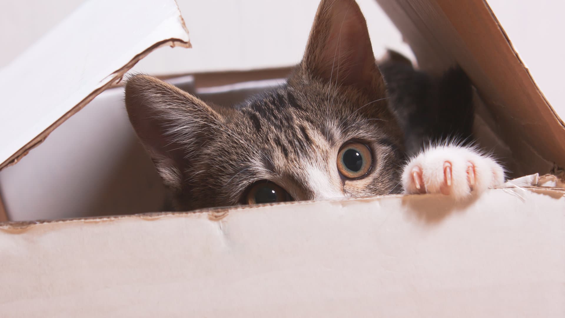 Un chat dans une boîte