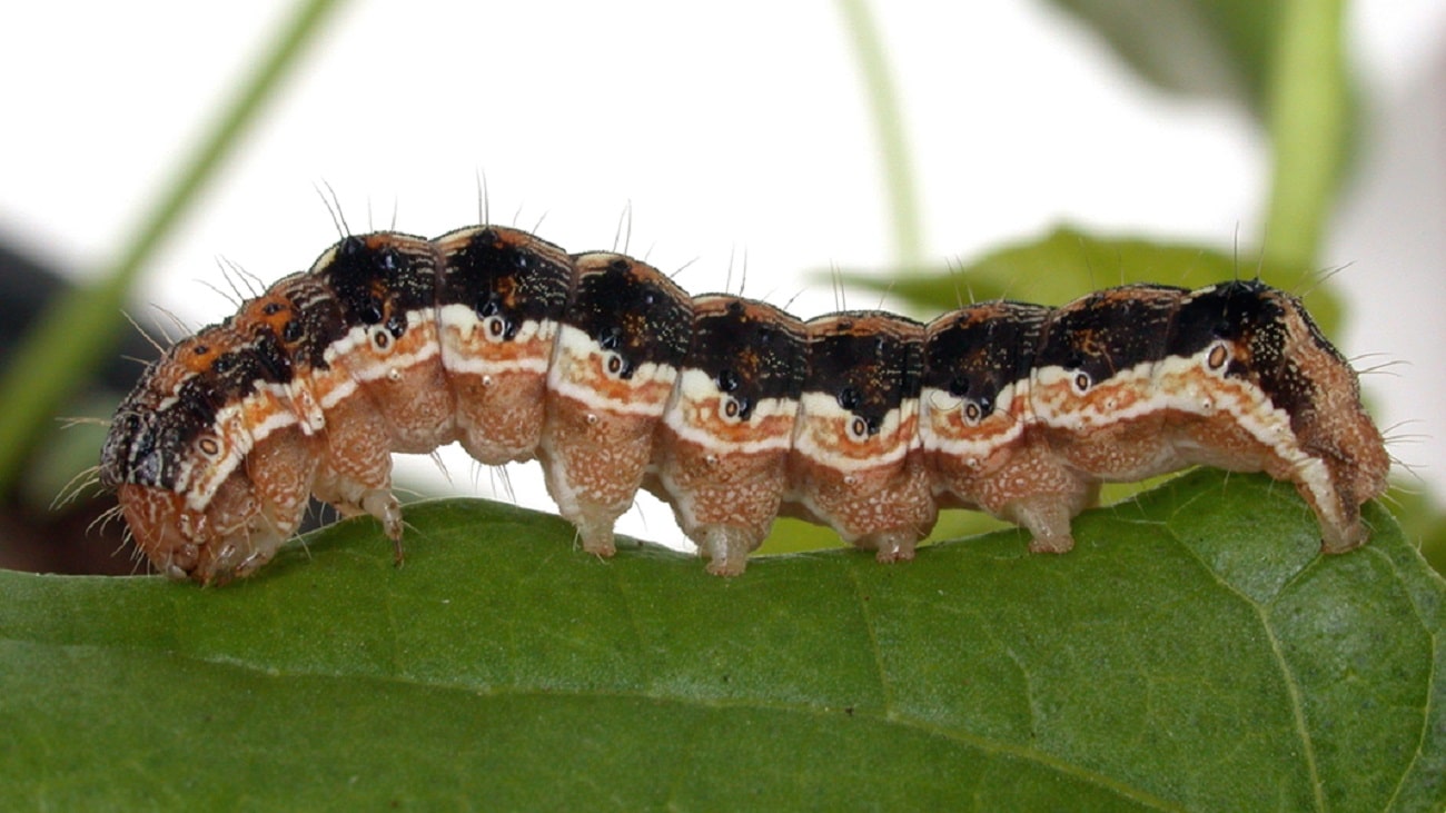 Une chenille sur une feuille.