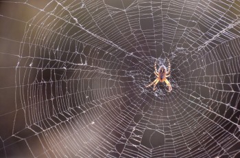 Araignée sur sa toile