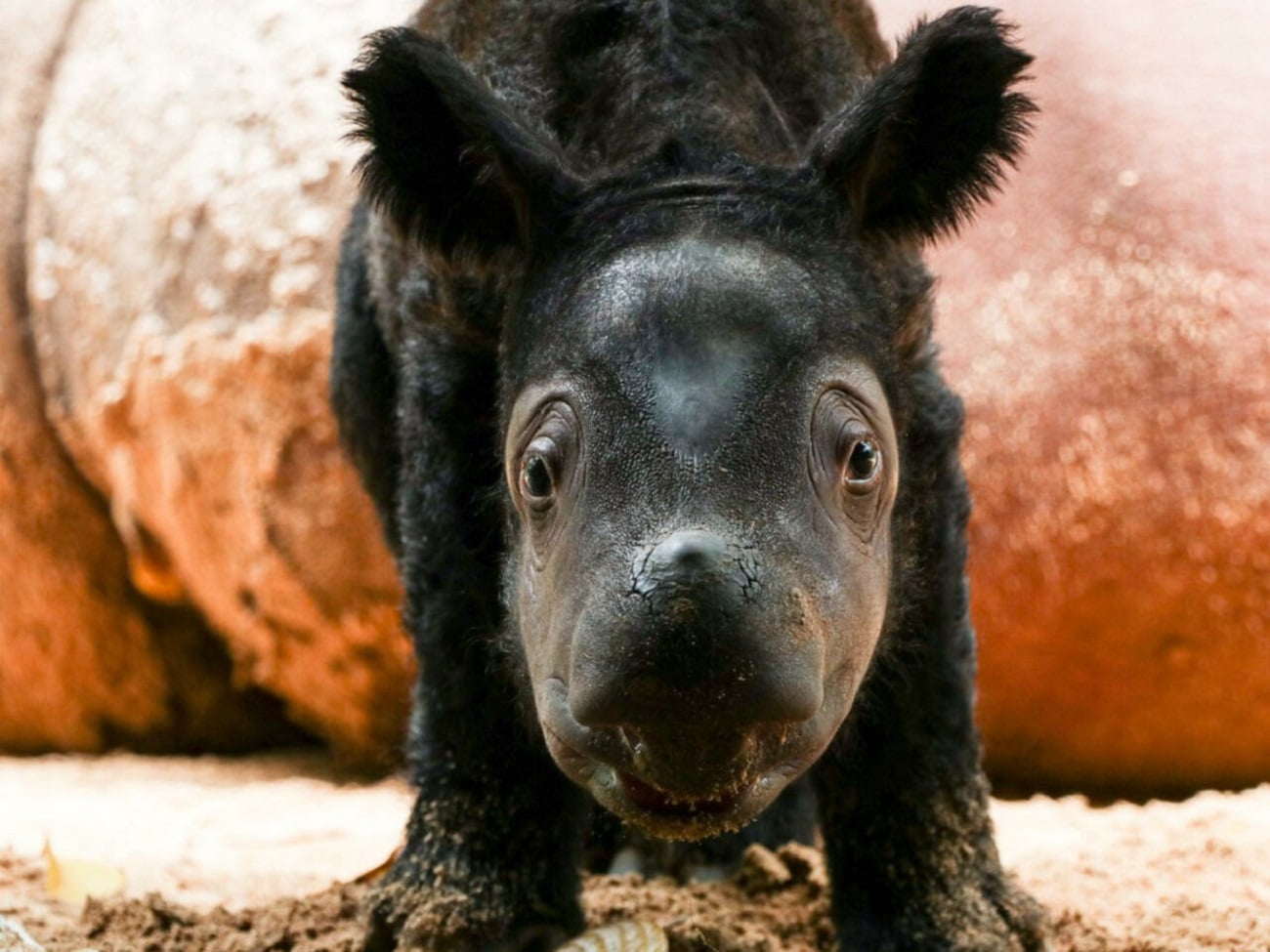 Un bébé rhinocéros