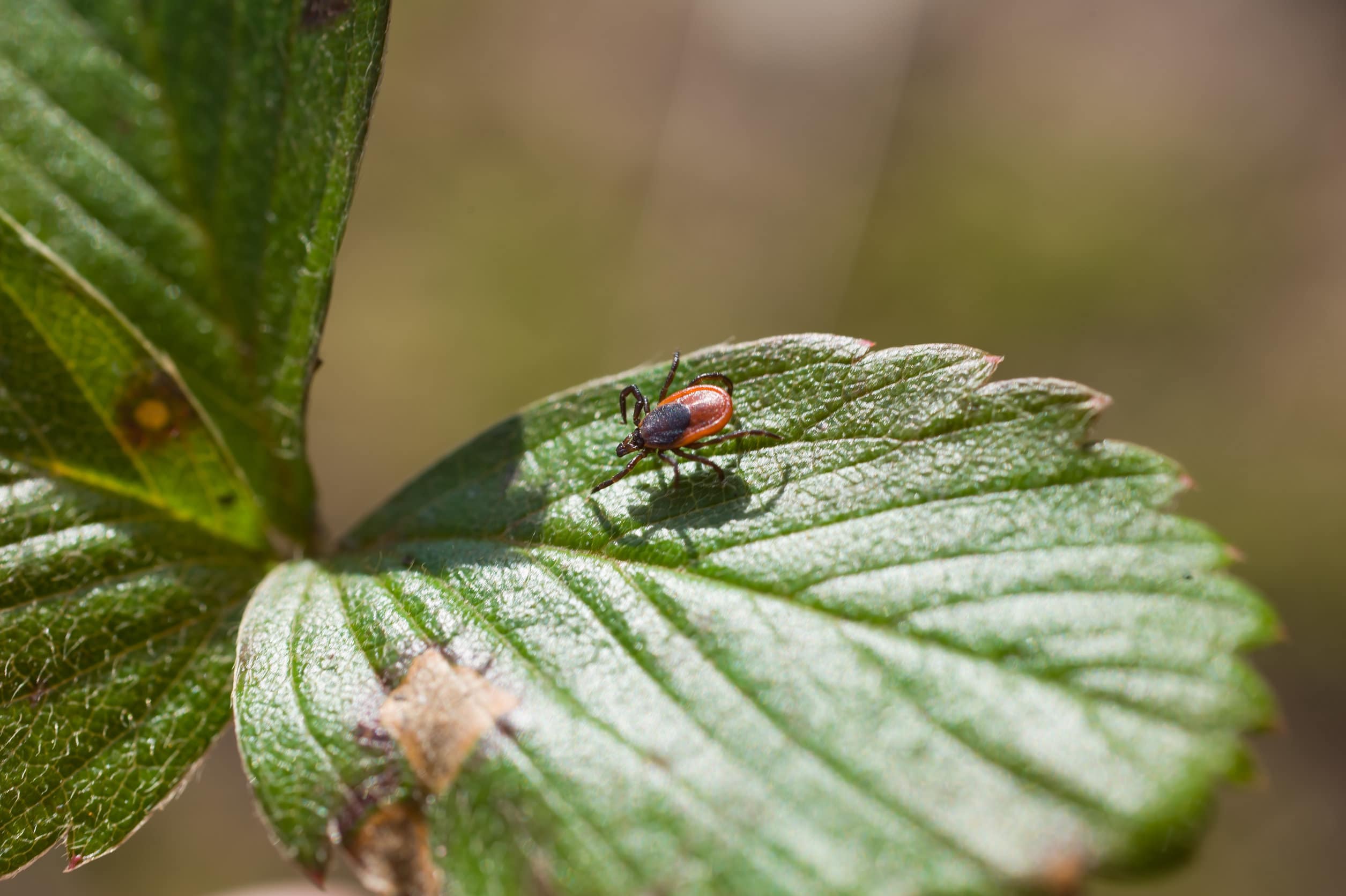 Ixodes scapularis