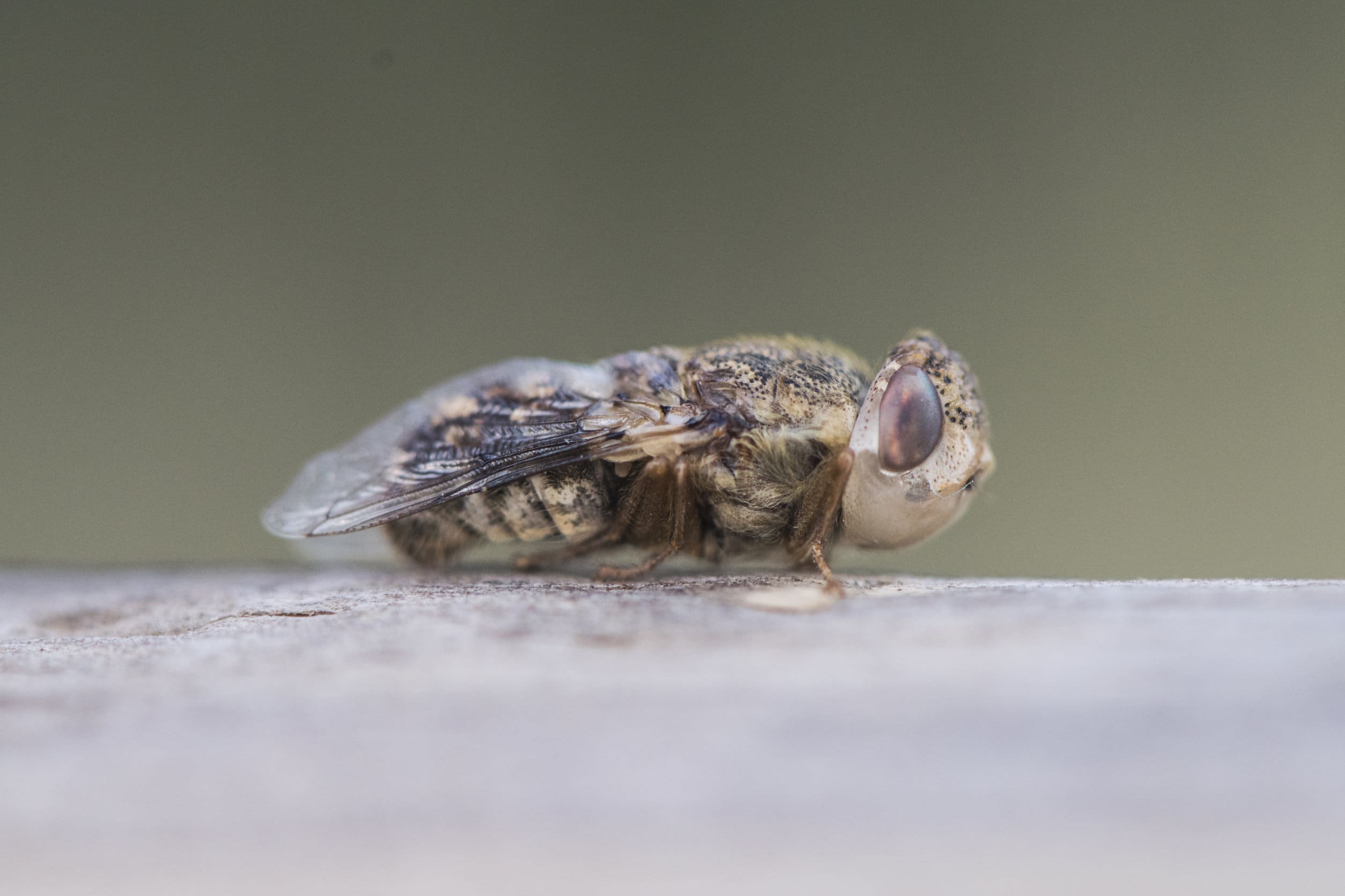 Oestrus ovis ou la mouche de moutons