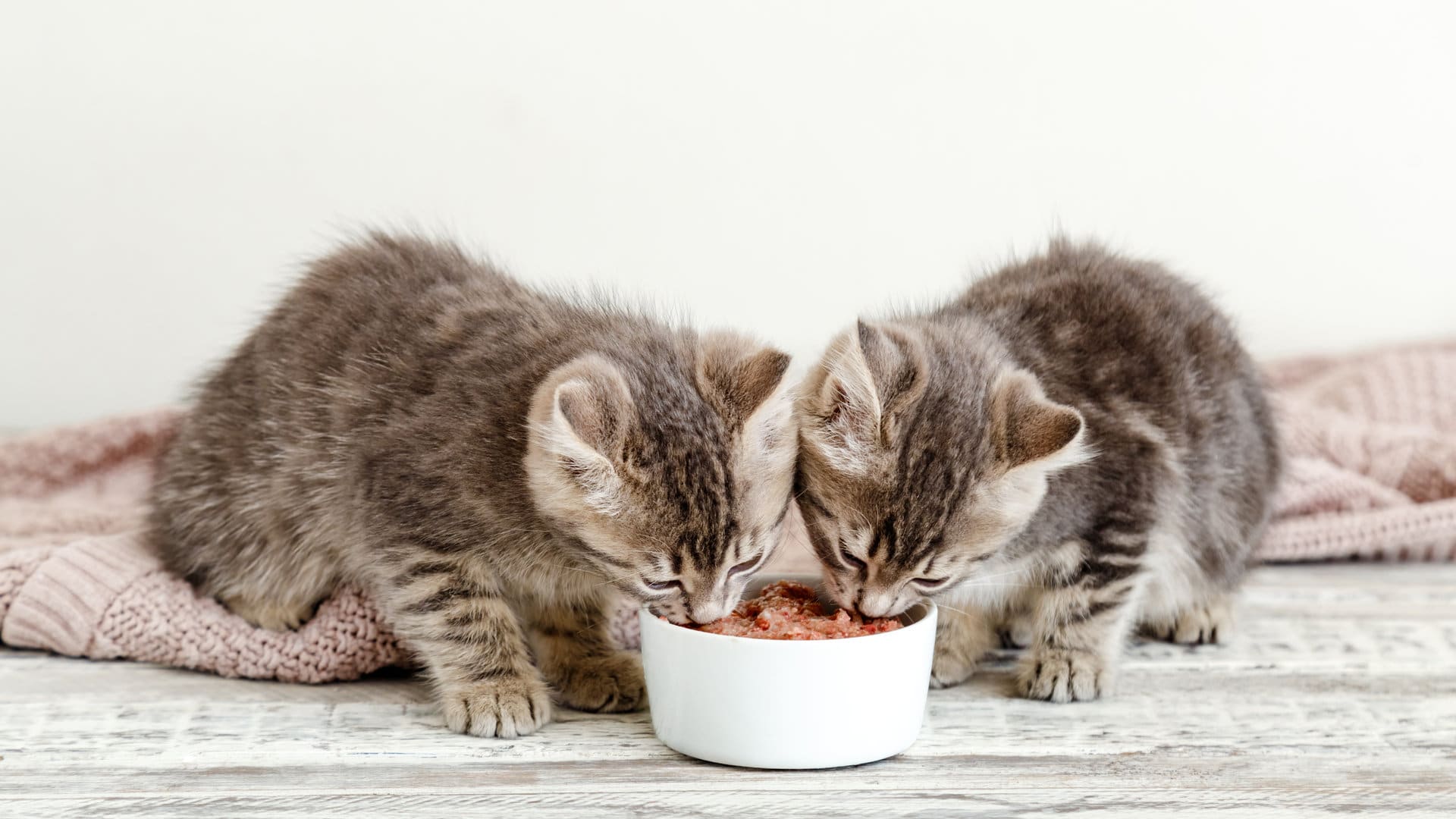 Deux petits chatons mangent de la nourriture dans un bol en bois.