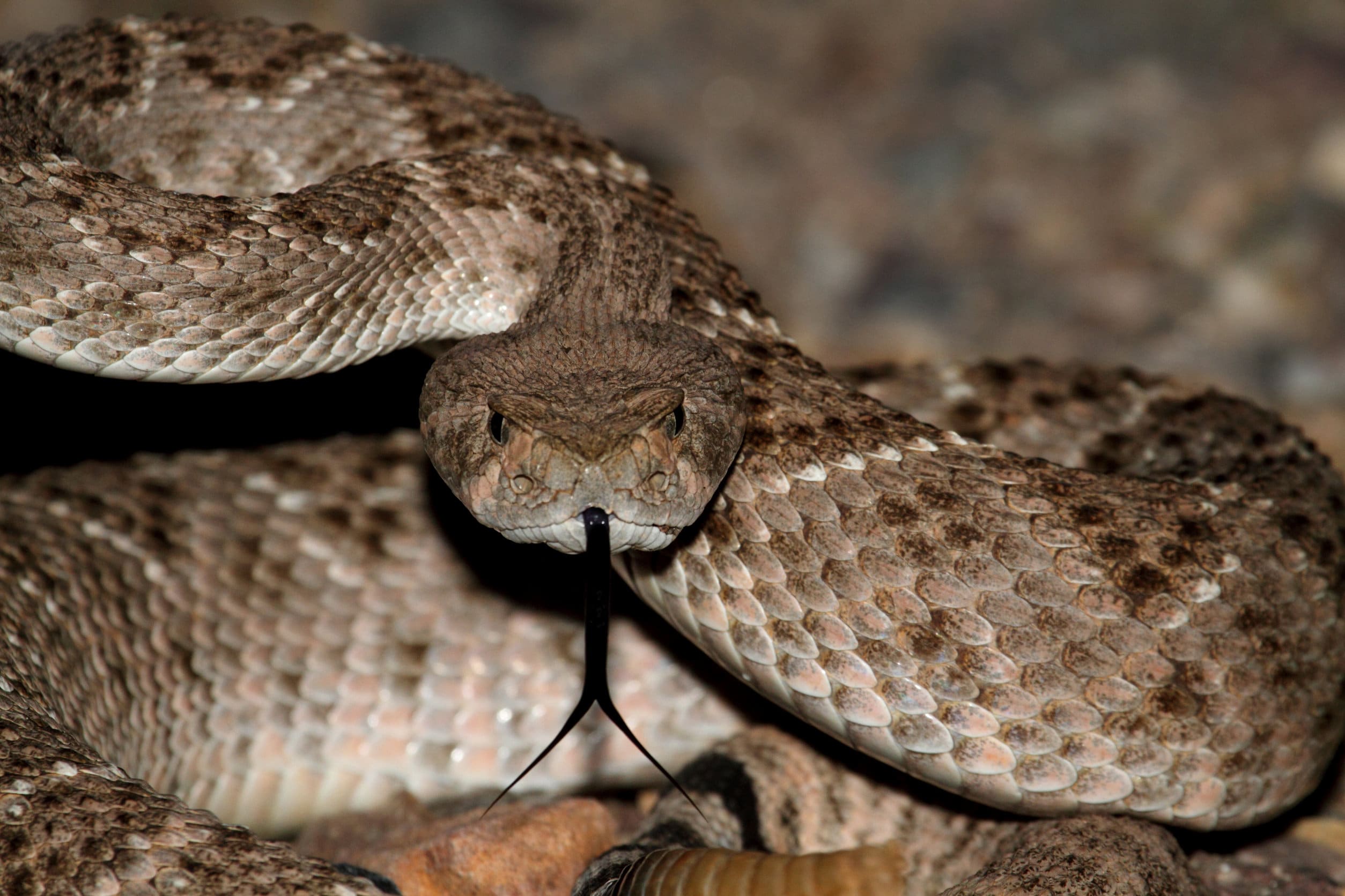 Crotalus scutulatus